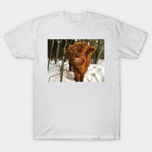 Scottish Highland Cattle Calf 1639 T-Shirt